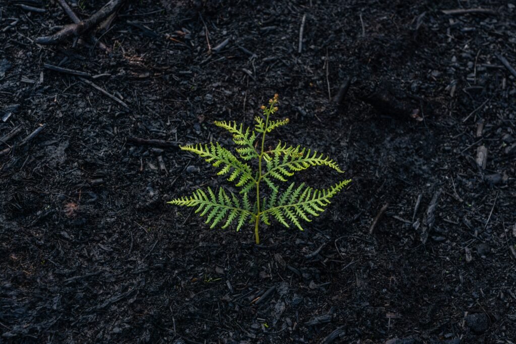 sapling growing