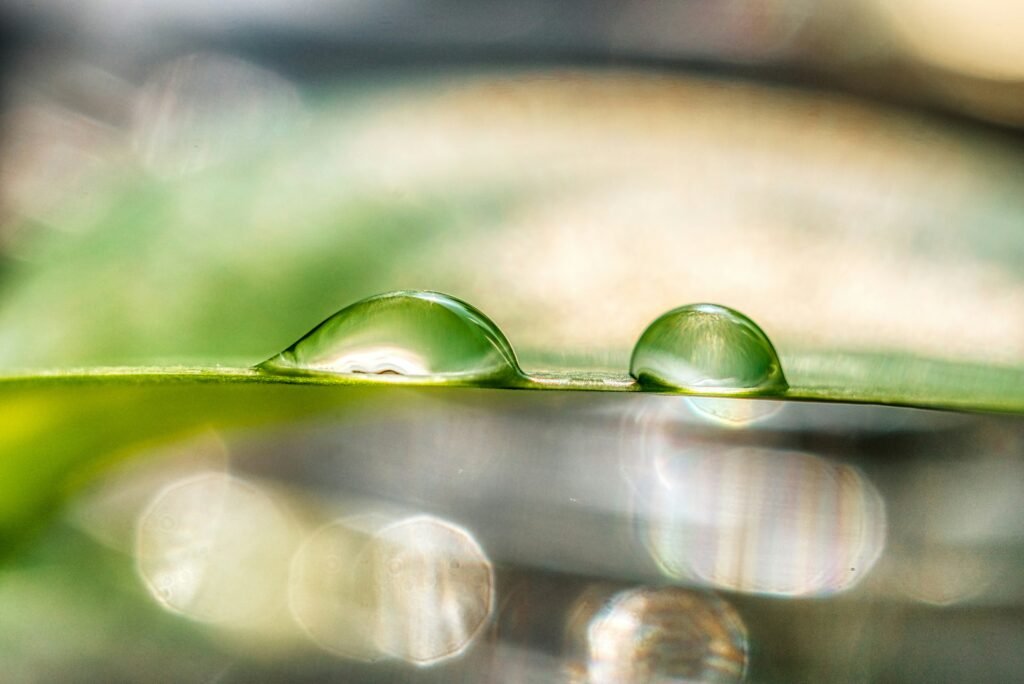 Water droplets on a green leaf